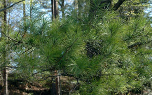 Shortleaf pine needles and branch foliage